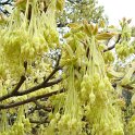 Acer opalus fleur